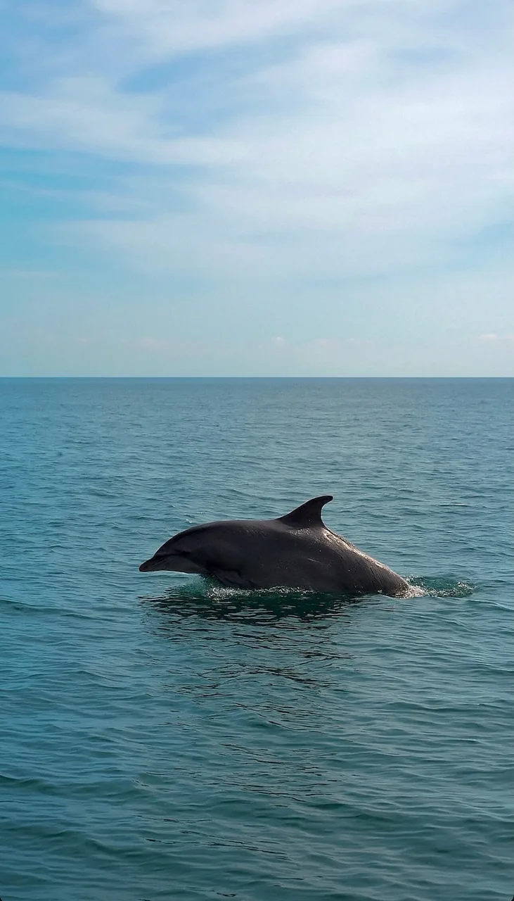 Dauphins jouant au large de Monastir et des îles Kuriat