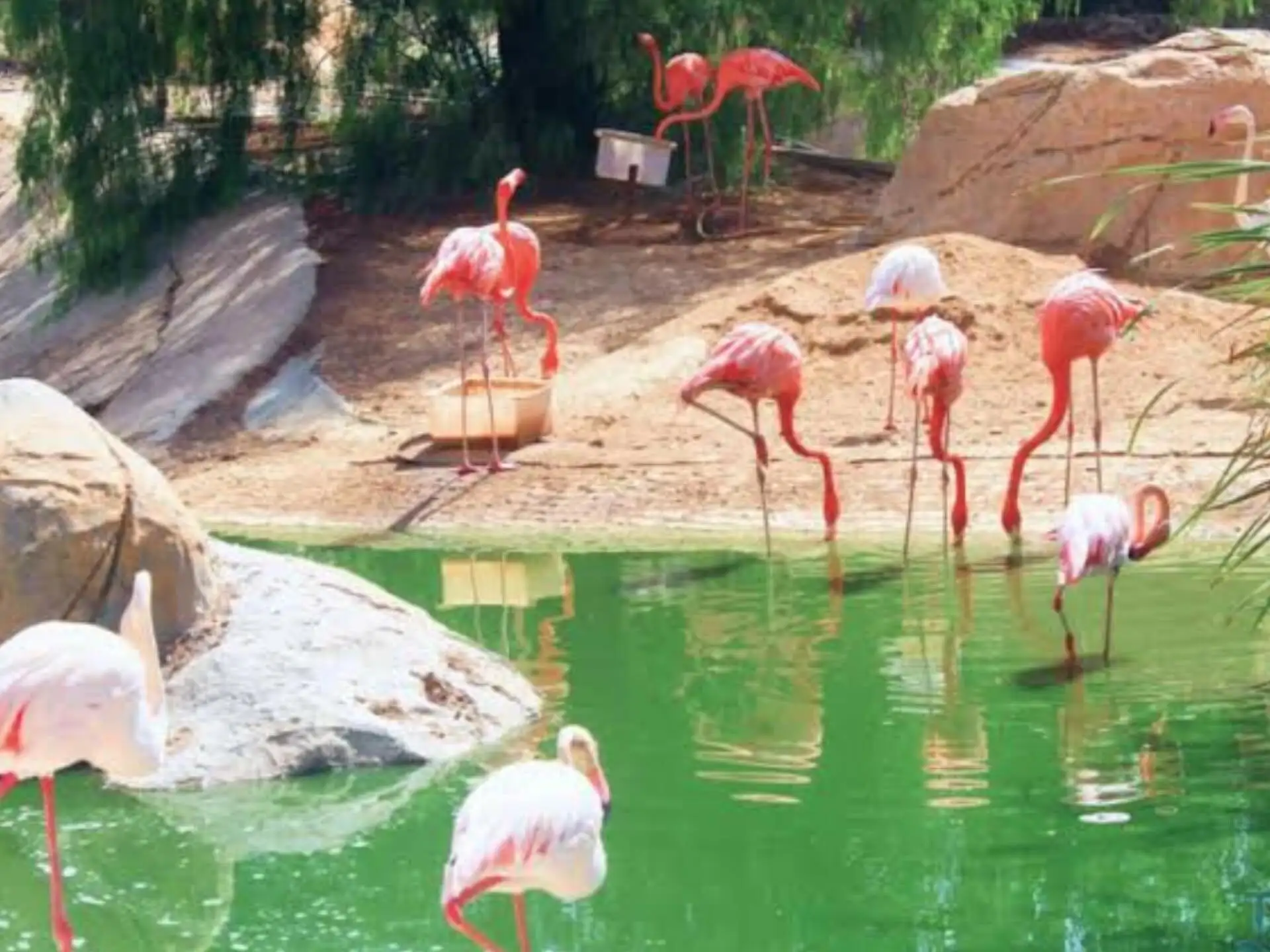 Depuis Monastir et plus : parc animalier de Friguia avec entrée — photo 5