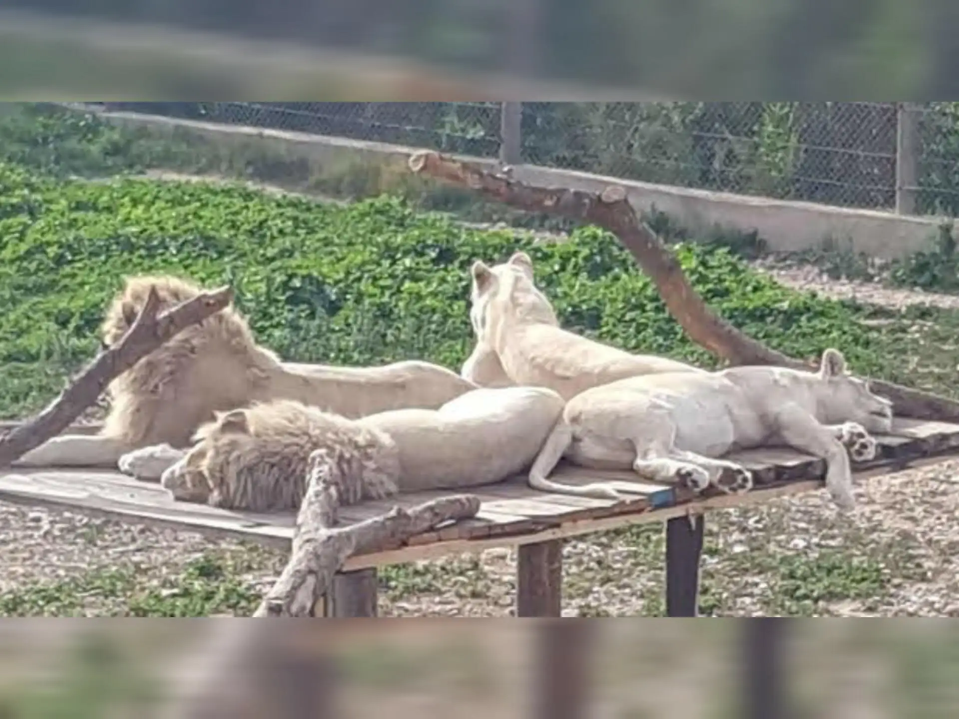 Depuis Monastir et plus : parc animalier de Friguia avec entrée — photo 4