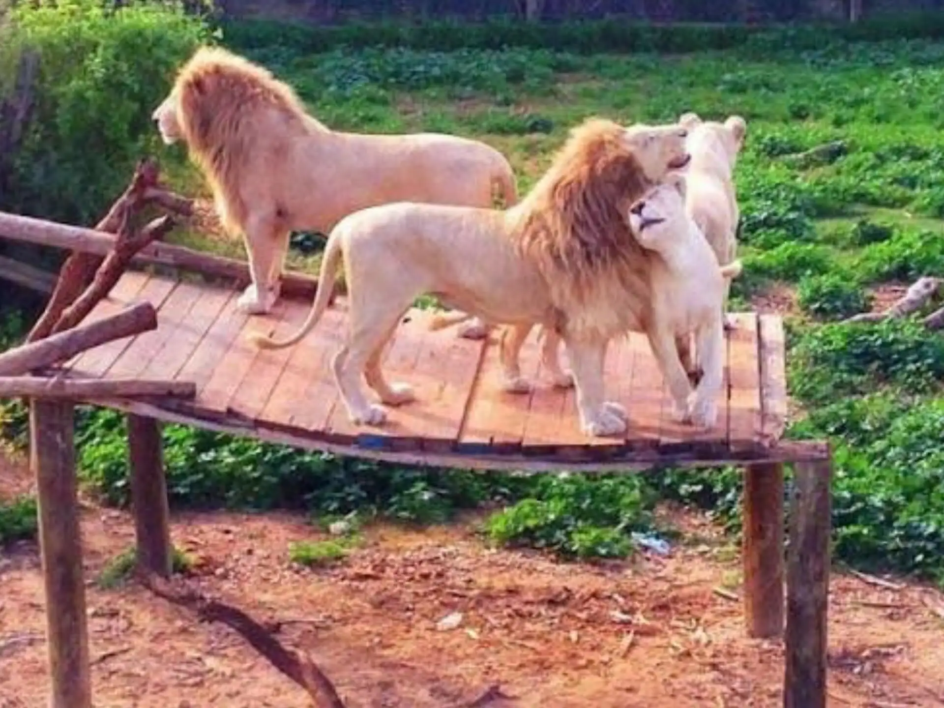 Depuis Monastir et plus : parc animalier de Friguia avec entrée — photo 9