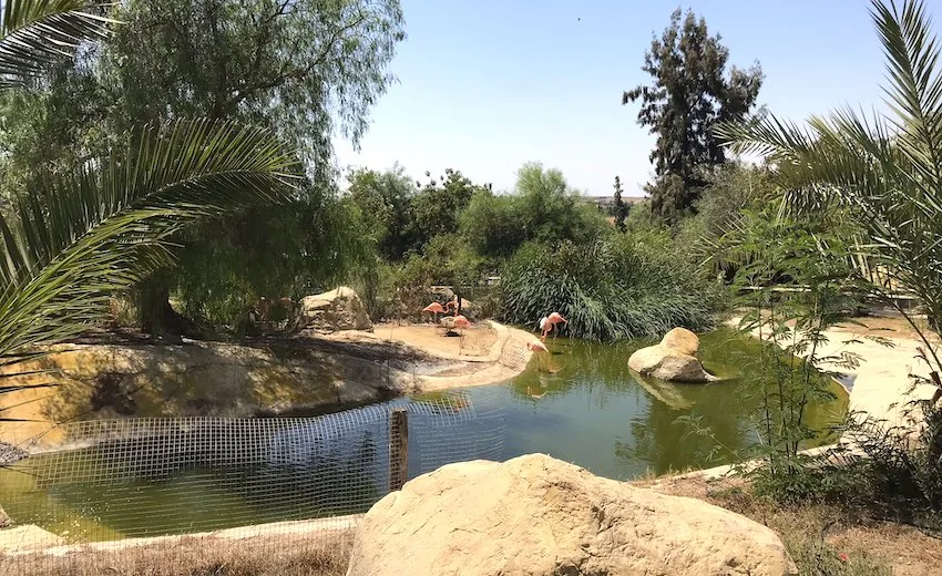 Depuis Monastir et plus : parc animalier de Friguia avec entrée — photo 11