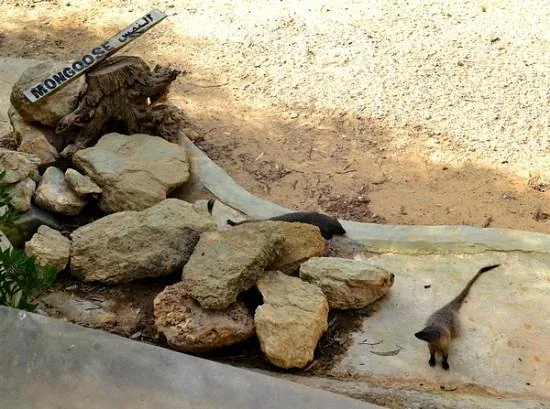 Depuis Monastir et plus : parc animalier de Friguia avec entrée — photo 13