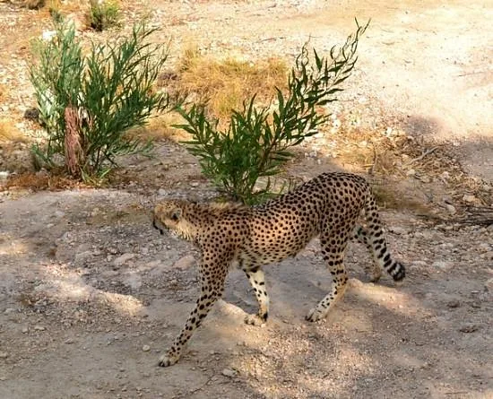 Depuis Monastir et plus : parc animalier de Friguia avec entrée — photo 14