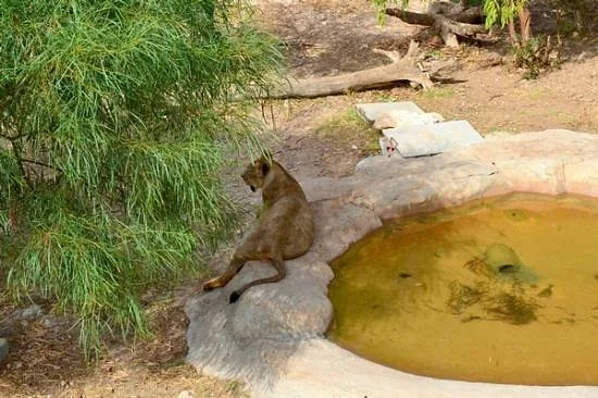 Depuis Monastir et plus : parc animalier de Friguia avec entrée — photo 15