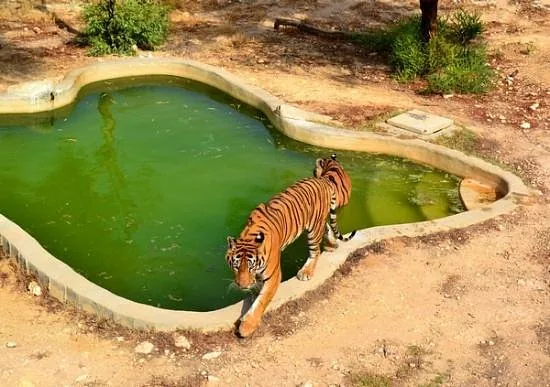 Depuis Monastir et plus : parc animalier de Friguia avec entrée — photo 16